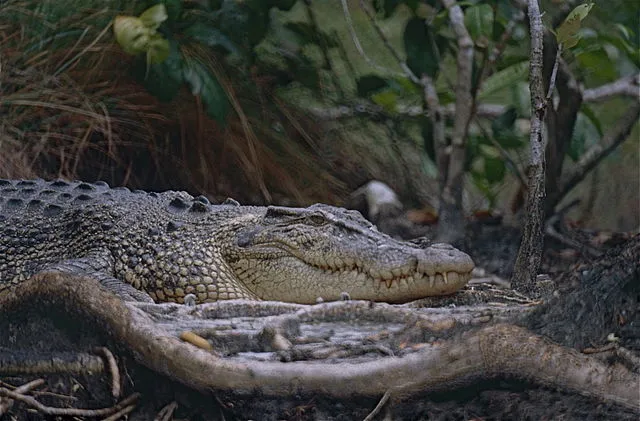 L&rsquo;équipe type des animaux dangereux d&rsquo;Australie