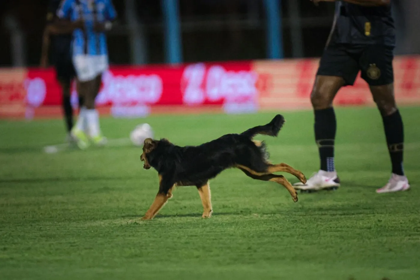 Mondial 2030 : le Parti animaliste alerte sur le sort des chiens au Maroc