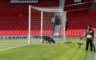 Le Maroc réfute le plan d’abattage de chiens pour la Coupe du monde 2030