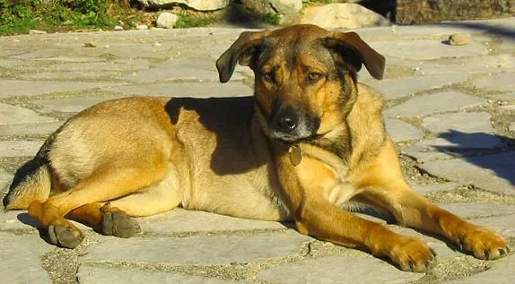 Un chien tacle un joueur en plein match de D3 argentine