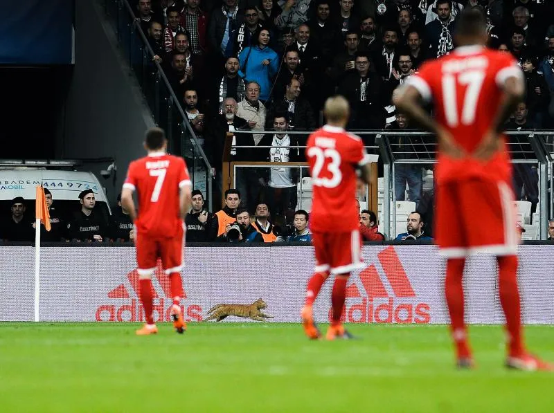 Le Beşiktaş mis à l&rsquo;amende à cause d&rsquo;un chat