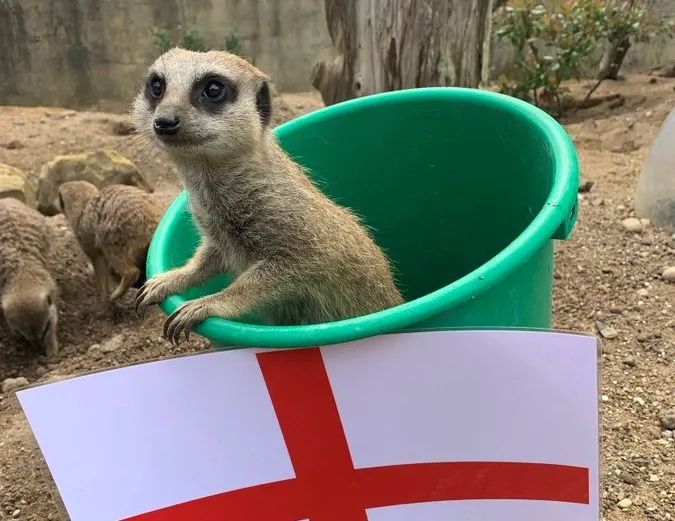 Les suricates d&rsquo;un zoo anglais donnent leur pronostic