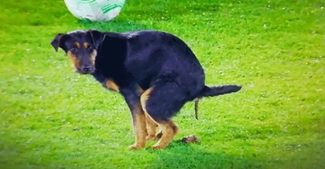 Un chien fait ses besoins sur la pelouse avant Partizan-Famagouste