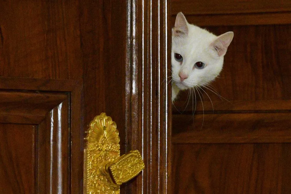 Disparu depuis huit mois, un chat réapparaît lors d’un match de League One