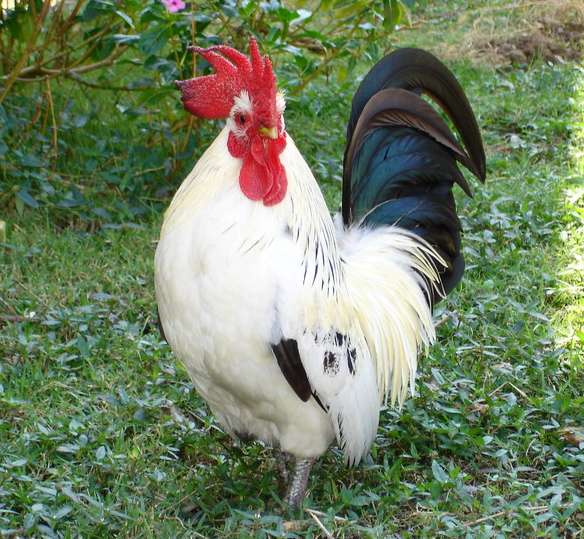 Redknapp impuissant face au poulet