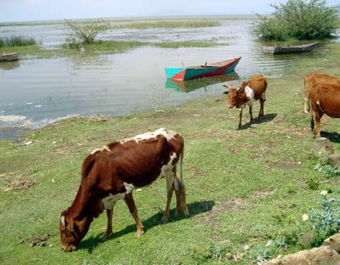 Un licenciement un peu vache