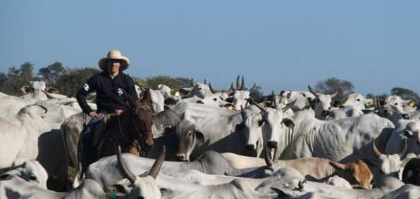 Photo : Lucas sur un cheval