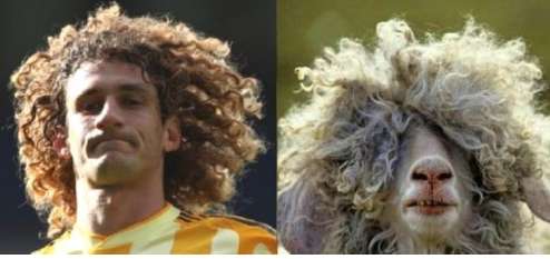 Photo: Coloccini et un mouton