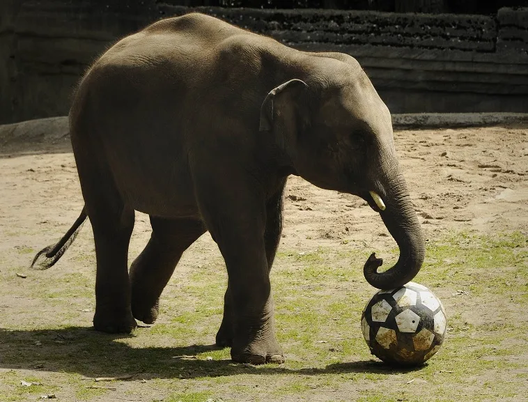 Pourquoi le football-il est meilleur que les animaux ?