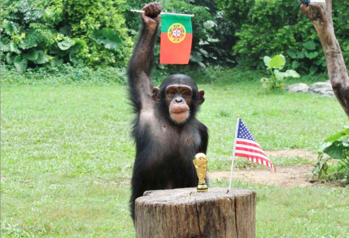 Pourquoi les animaux passionnent-ils autant pendant la Coupe du monde ?