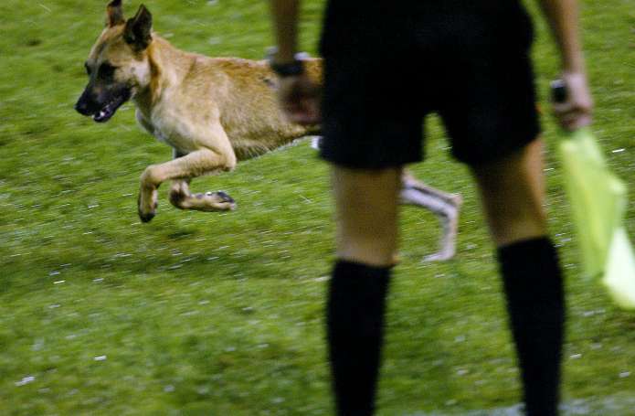 Un joueur brésilien mordu par un chien