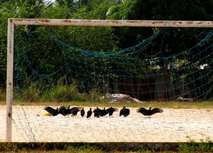 Pourquoi Flamengo est-il représenté par un vautour ?