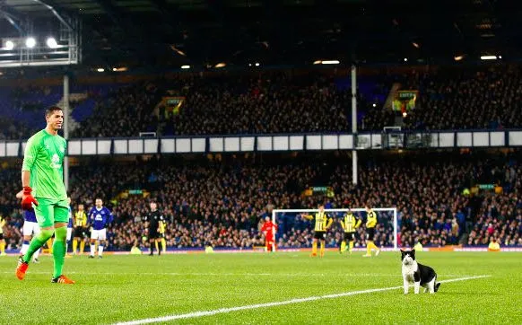 Un chat interrompt un match d&rsquo;Everton