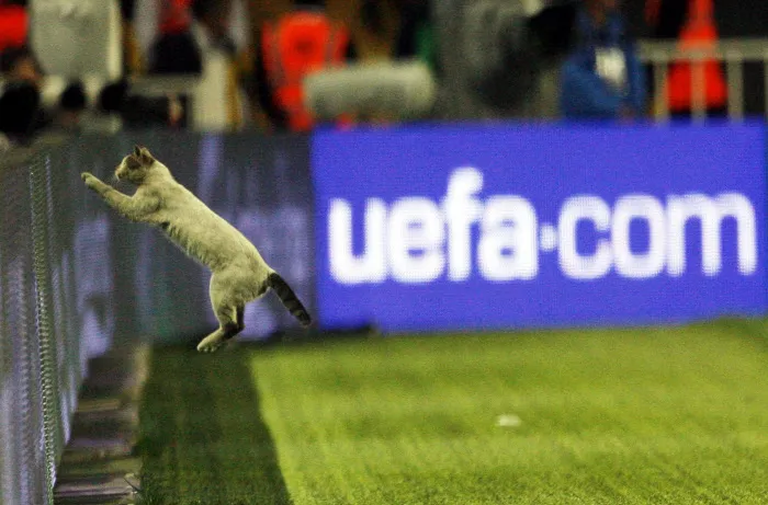 Si les footballeurs étaient des chats