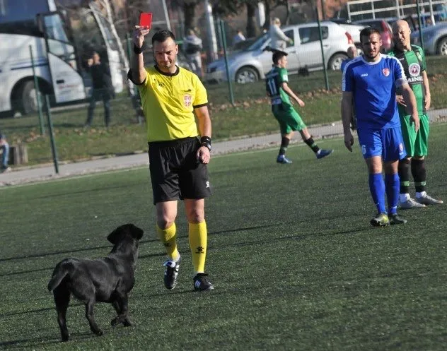 On a retrouvé le chien-streaker du FK Kolubara