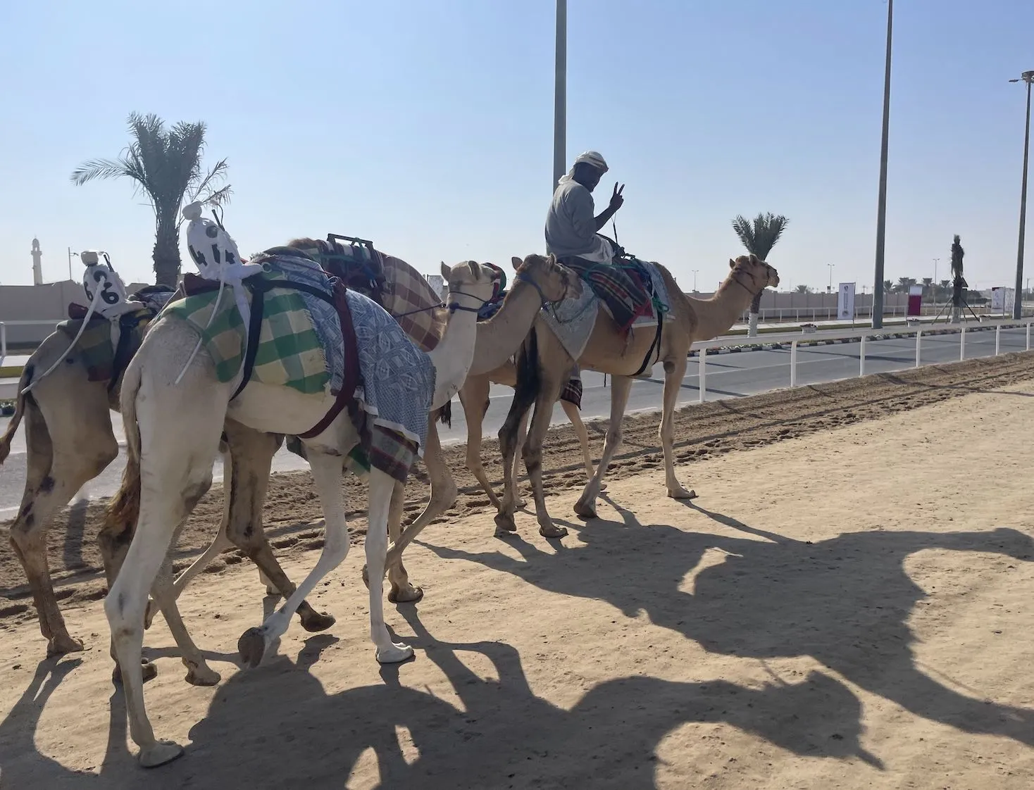 On était à la course de dromadaires, sport roi du Qatar